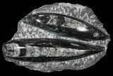 Polished Orthoceras (Cephalopod) - Morocco #96654-1